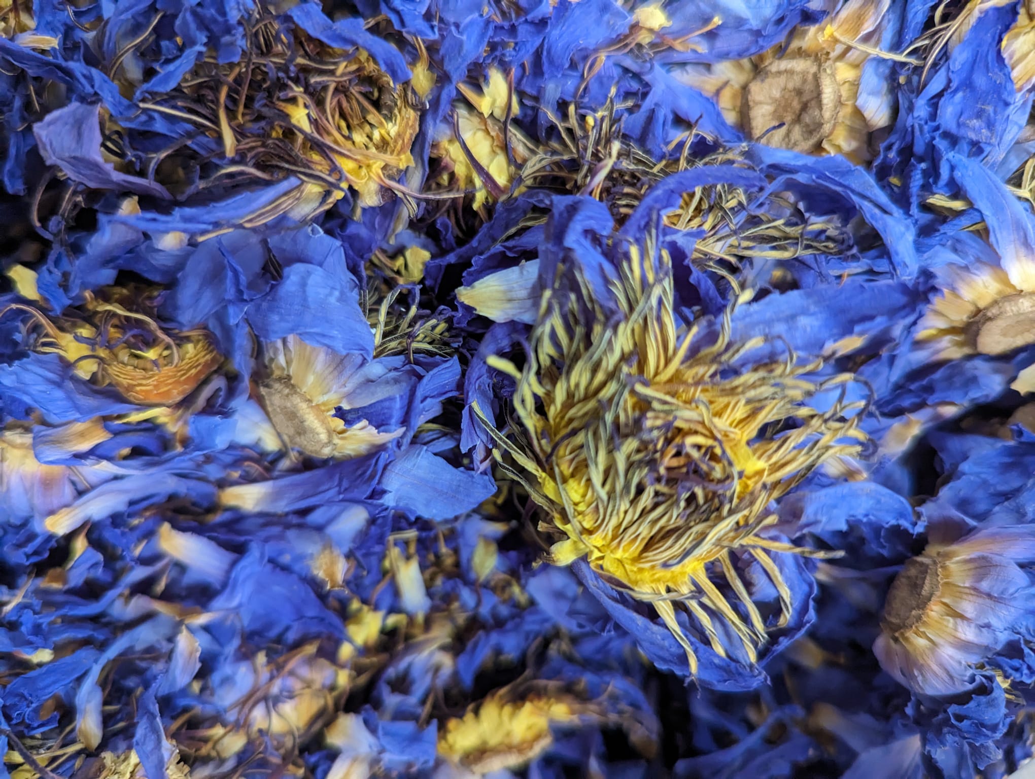 Blue Lotus Flowers For Tea Relaxation More Blue Lotus blue-lotus-flowers-for-tea-relaxation-more-blue-lotus